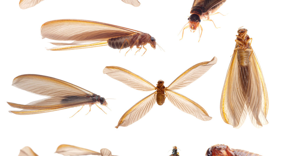 茶色い羽アリとは 大量発生の相談なら しろありの窓口