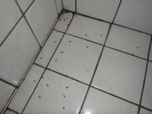 風呂場の羽アリの発生について しろありの窓口